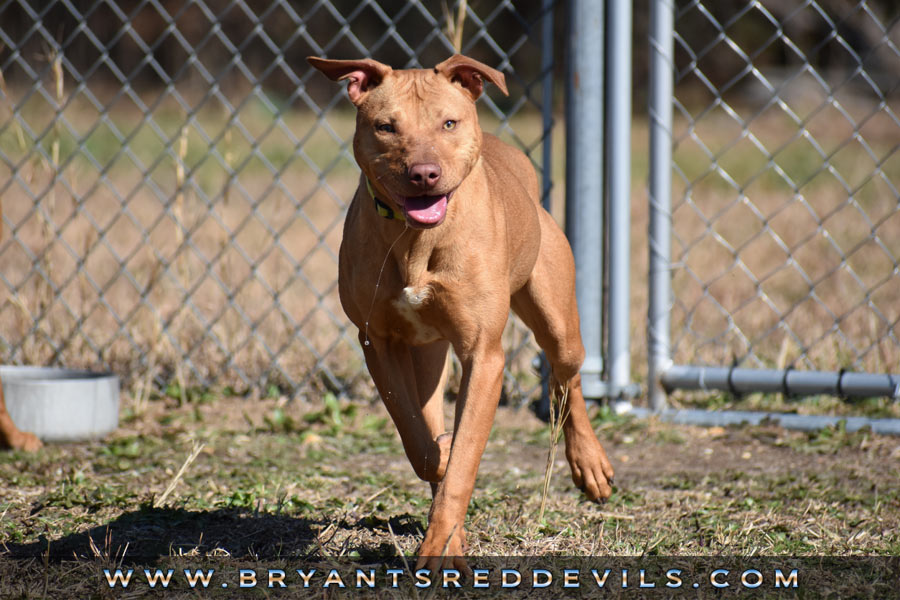 Abby a Female Red Nose Pit Bull