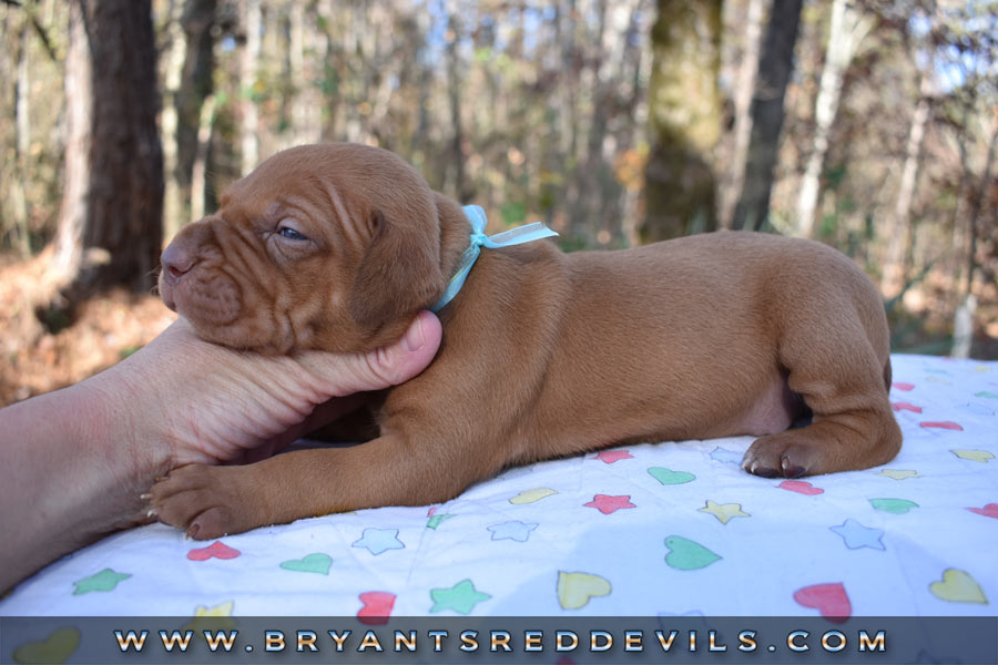 Red Nose Pit Bull Puppies For Sale