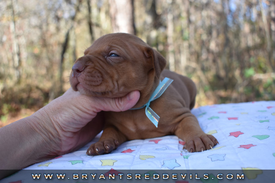 Red Nose Pit Bull Puppies For Sale
