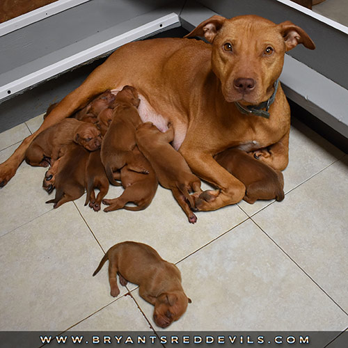 Red Nose Pit Bull Puppies For Sale