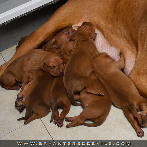 Red Nose Pit Bull Puppies For Sale