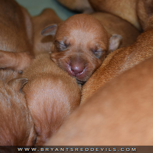 Red Nose Pit Bull Puppies For Sale