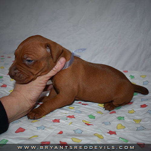 Red Nose Pit Bull Puppies For Sale