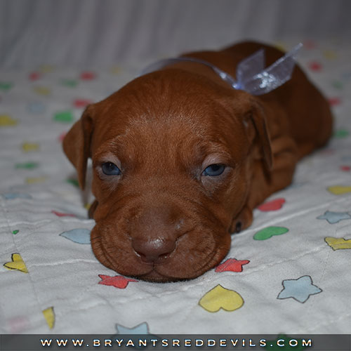 Red Nose Pit Bull Puppies For Sale