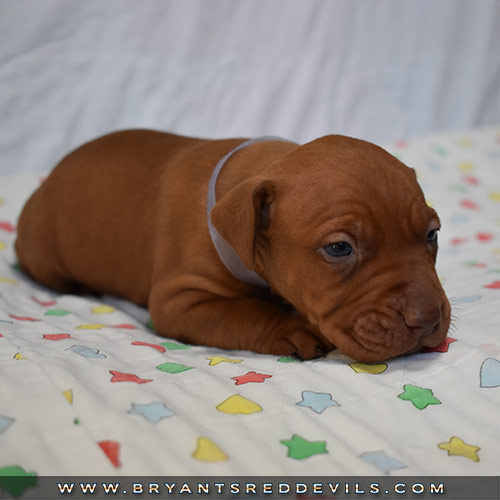 Red Nose Pit Bull Puppies For Sale