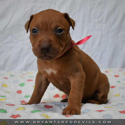 Red Nose Pit Bull Puppies For Sale