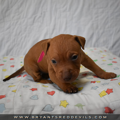 Red Nose Pit Bull Puppies For Sale