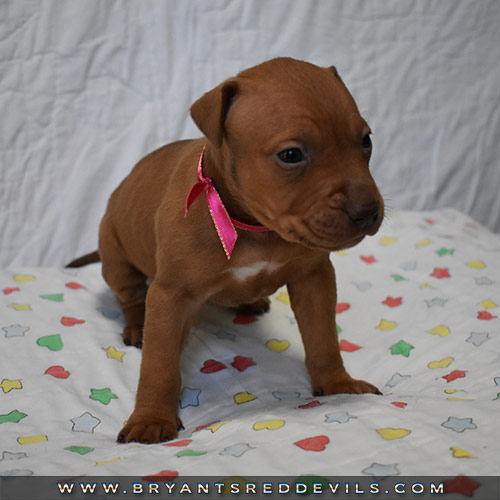 Red Nose Pit Bull Puppies For Sale