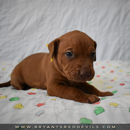 Red Nose Pit Bull Puppies For Sale