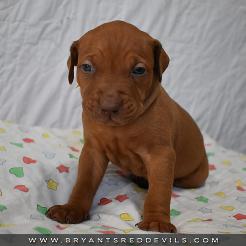 Red Nose Pit Bull Puppies For Sale