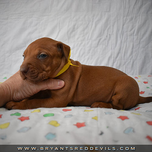 Red Nose Pit Bull Puppies For Sale