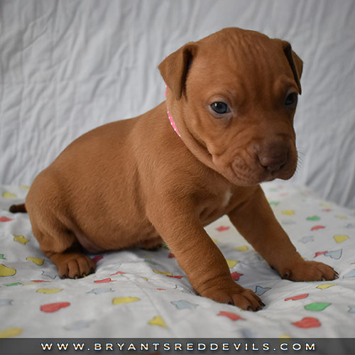 Red Nose Pit Bull Puppies For Sale