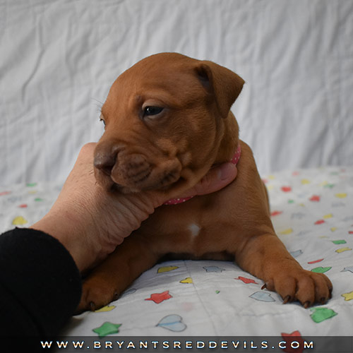 Red Nose Pit Bull Puppies For Sale