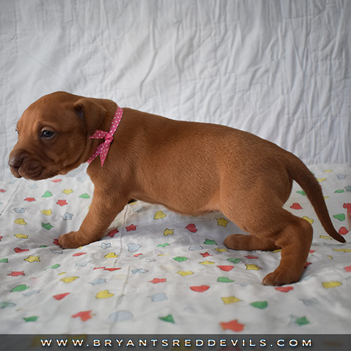 Red Nose Pit Bull Puppies For Sale