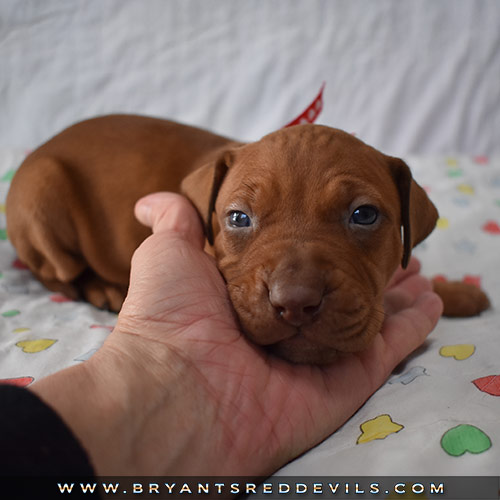 Red Nose Pit Bull Puppies For Sale