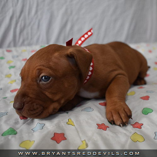 Red Nose Pit Bull Puppies For Sale