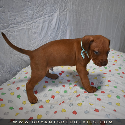 Red Nose Pit Bull Puppies For Sale