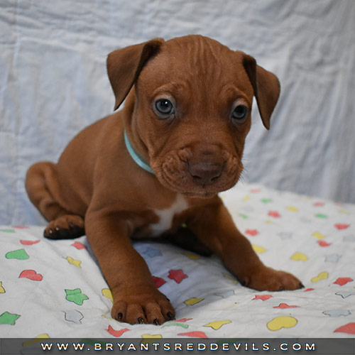 Red Nose Pit Bull Puppies For Sale