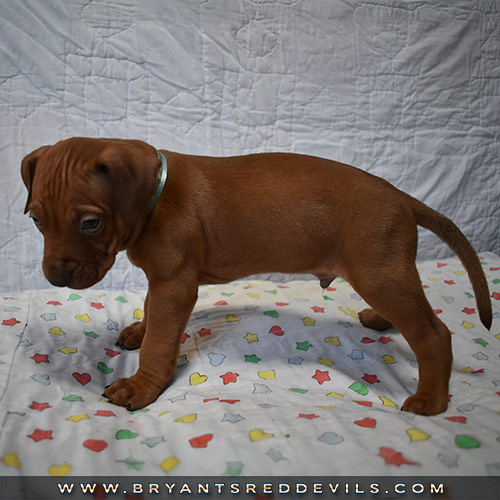 Red Nose Pit Bull Puppies For Sale