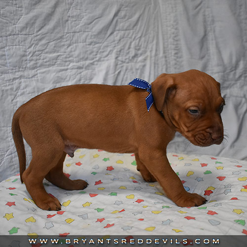 Red Nose Pit Bull Puppies For Sale