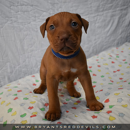 Red Nose Pit Bull Puppies For Sale