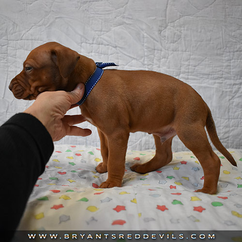 Red Nose Pit Bull Puppies For Sale