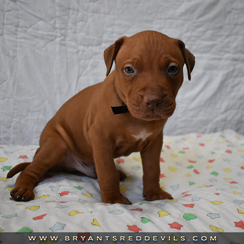 Red Nose Pit Bull Puppies For Sale