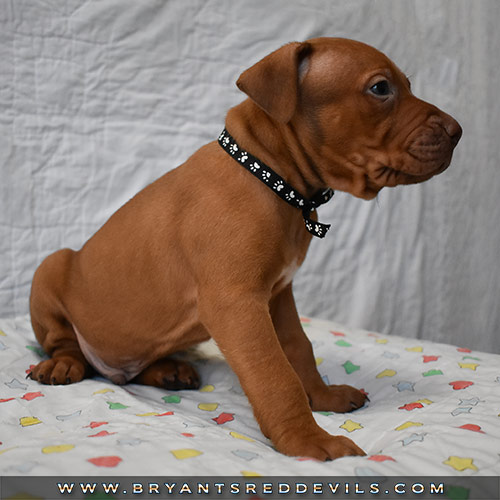 Red Nose Pit Bull Puppies For Sale