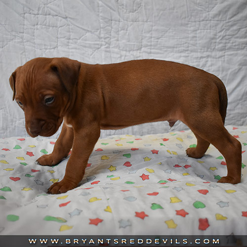 Red Nose Pit Bull Puppies For Sale