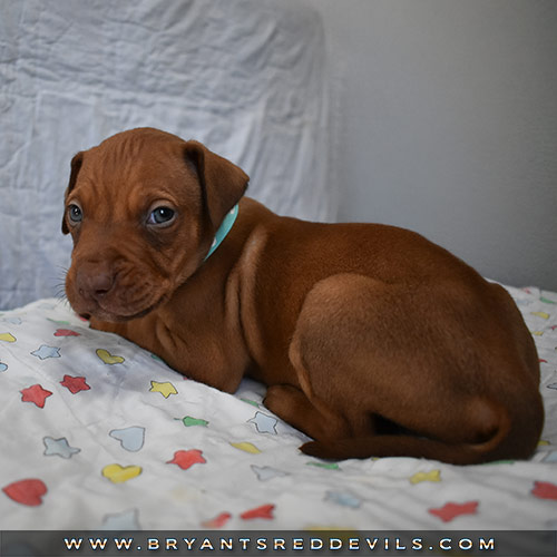 Red Nose Pit Bull Puppies For Sale