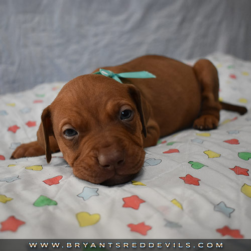 Red Nose Pit Bull Puppies For Sale