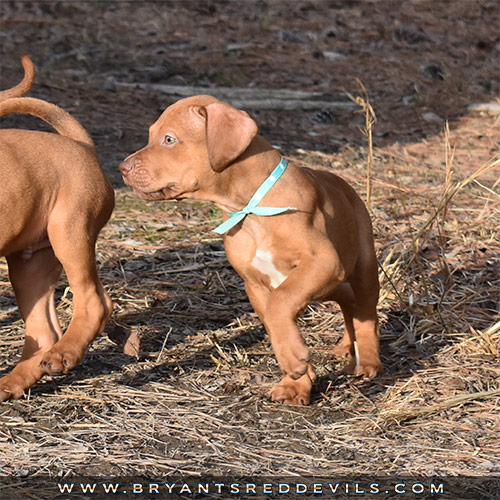 Red Nose Pit Bull Puppies For Sale