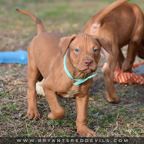 Red Nose Pit Bull Puppies For Sale