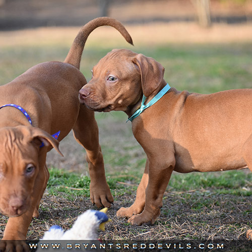 Red Nose Pit Bull Puppies For Sale