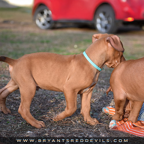 Red Nose Pit Bull Puppies For Sale