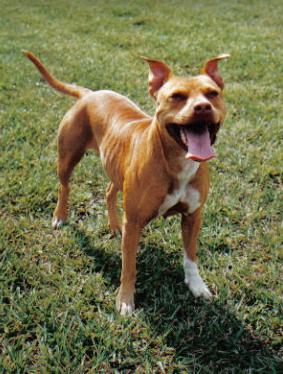 Red Nose Pit Bull Camelot's Ouzi White Paws
