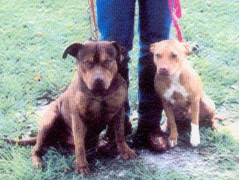 Red Nose Pit Bull Camelot's Ouzi White Paws