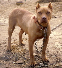 Red Nose Pit Bull Sitzes Red Scarlet