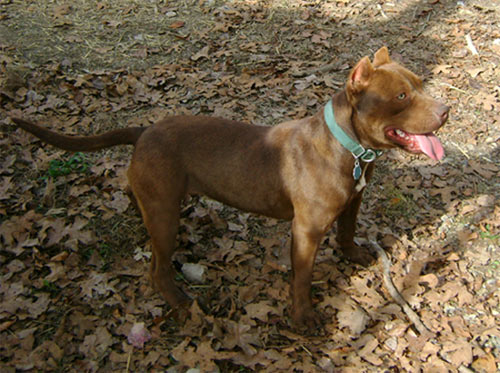 Chocolate Red Nose American Pit Bull Terrier
