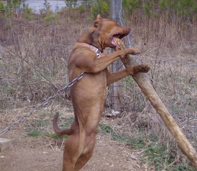 American Rednose Pitbull