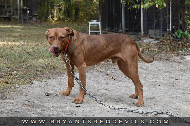 Male Old Family Red Nose Pit Bull