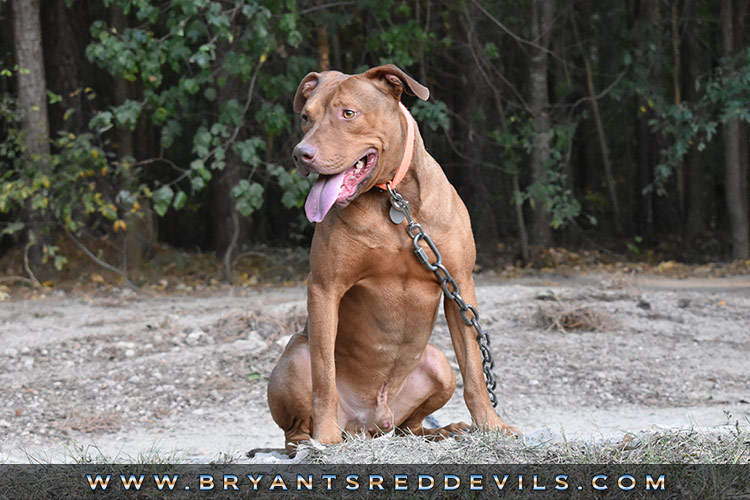 Male Old Family Red Nose Pit Bull