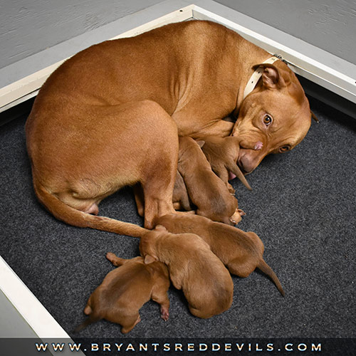 Red Nose Pit Bull Puppies For Sale