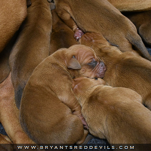 Red Nose Pit Bull Puppies For Sale