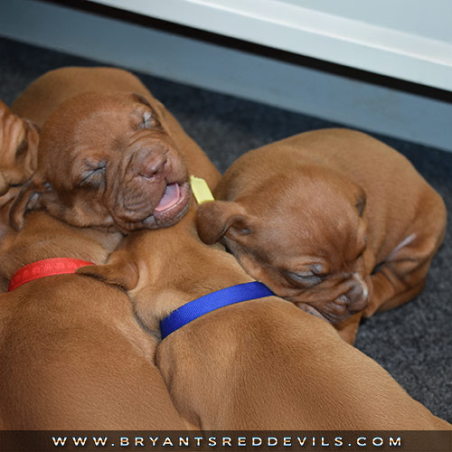 Red Nose Pit Bull Puppies For Sale