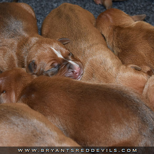 Red Nose Pit Bull Puppies For Sale