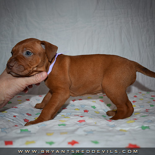 Red Nose Pit Bull Puppies For Sale