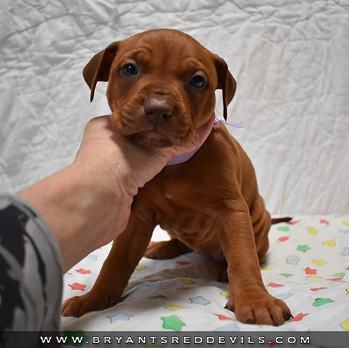 Red Nose Pit Bull Puppies For Sale