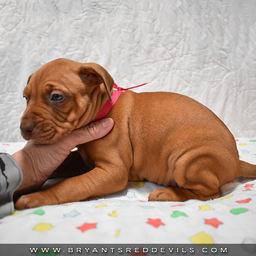 Red Nose Pit Bull Puppies For Sale