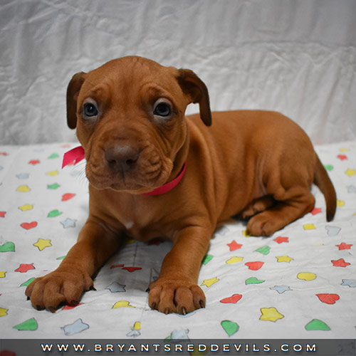 Red Nose Pit Bull Puppies For Sale